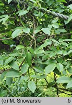Stauntonia coriacea