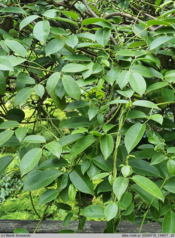 Stauntonia coriacea