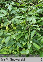 Stauntonia coriacea