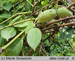 Stauntonia coriacea