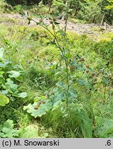 Arctium minus (łopian mniejszy)