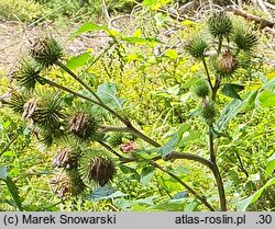 Arctium lappa (łopian większy)