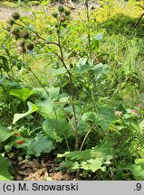 Arctium lappa (łopian większy)