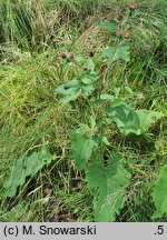 Arctium minus (łopian mniejszy)