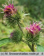 Arctium minus (łopian mniejszy)