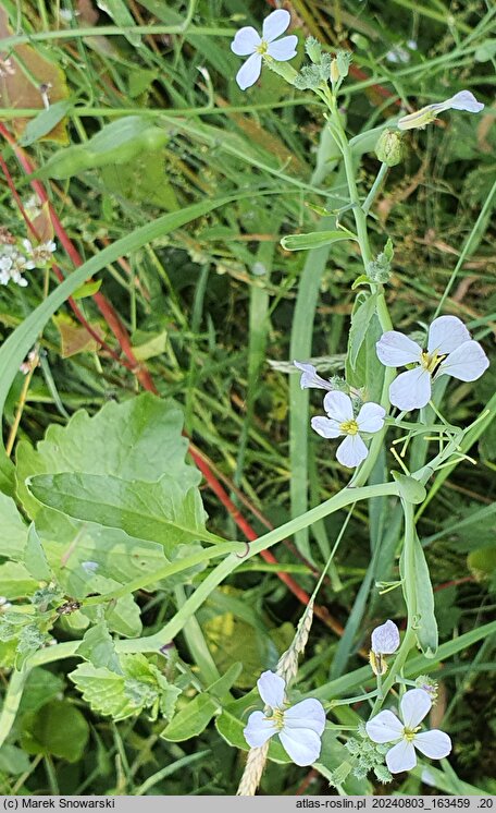 Raphanus sativus var. oleiformis (rzodkiew oleista)