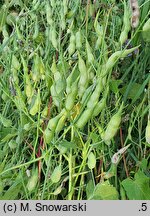 Raphanus sativus var. oleiformis (rzodkiew oleista)