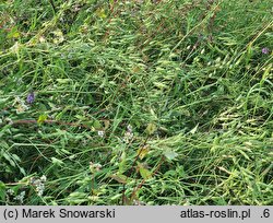 Raphanus sativus var. oleiformis (rzodkiew oleista)