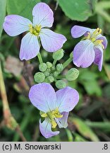 Raphanus sativus var. oleiformis (rzodkiew oleista)