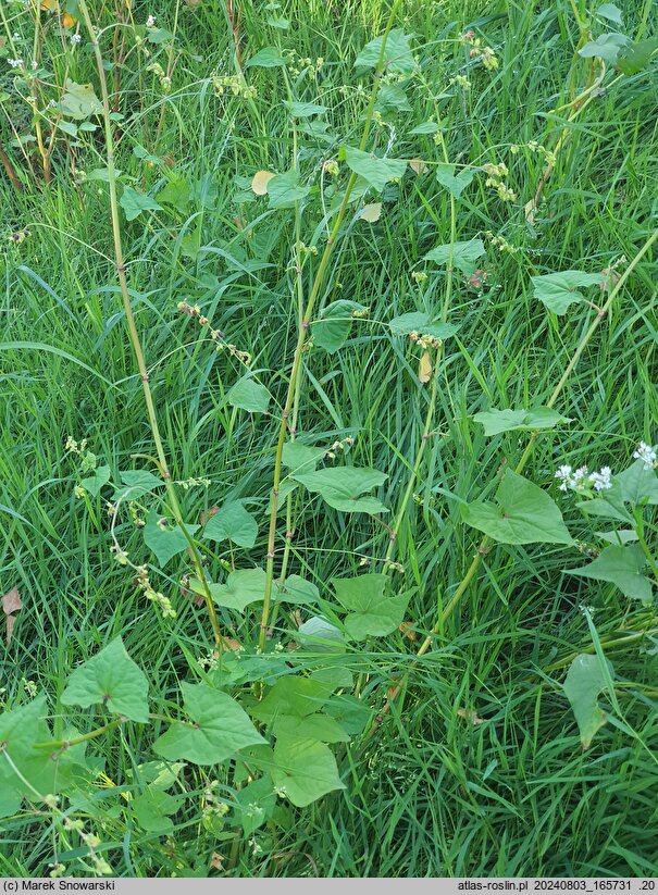 Fagopyrum tataricum (gryka tatarka)