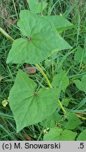 Fagopyrum tataricum (gryka tatarka)