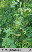 Fagopyrum tataricum (gryka tatarka)