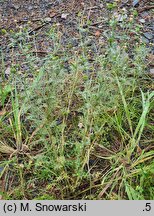 Chamomilla suaveolens (rumianek bezpromieniowy)