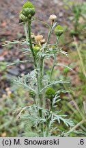 Chamomilla suaveolens (rumianek bezpromieniowy)