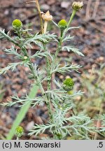 Chamomilla suaveolens (rumianek bezpromieniowy)