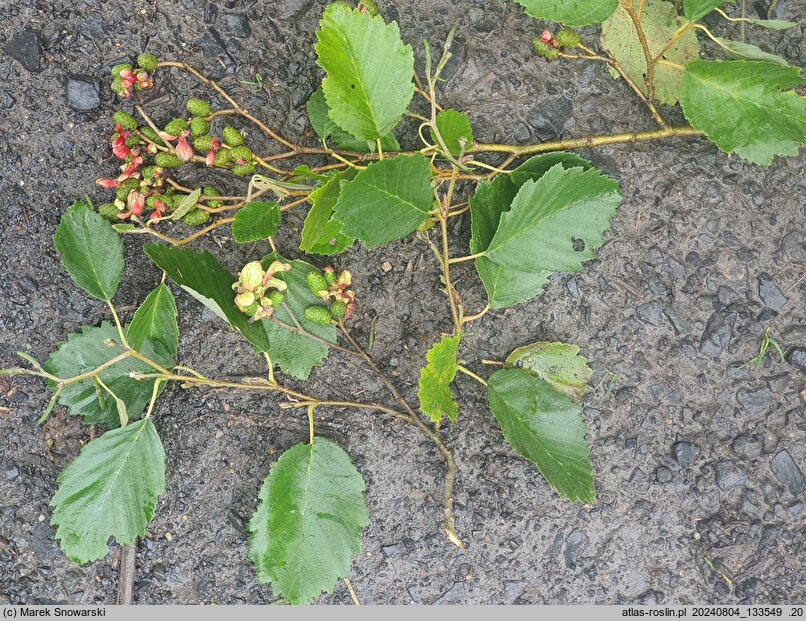 Alnus ×pubescens