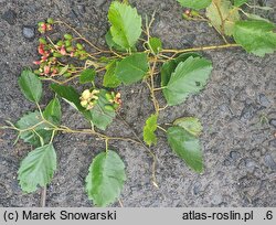 Alnus ×pubescens