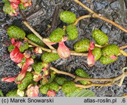 Alnus ×pubescens