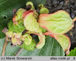Alnus ×pubescens