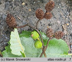 Alnus ×pubescens