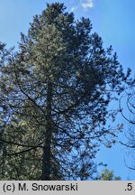 Pinus rotundata (sosna błotna)