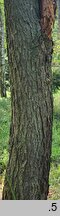 Pinus rotundata (sosna błotna)