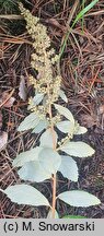 Spiraea tomentosa (tawuła kutnerowata)
