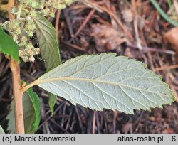 Spiraea tomentosa (tawuła kutnerowata)