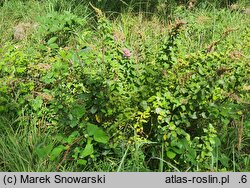Spiraea tomentosa (tawuła kutnerowata)