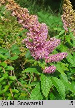 Spiraea tomentosa (tawuła kutnerowata)