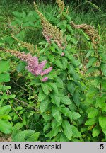 Spiraea tomentosa (tawuła kutnerowata)