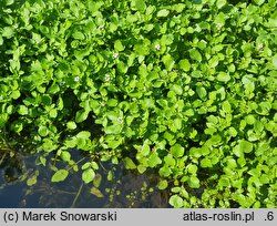 Nasturtium officinale (rukiew wodna)