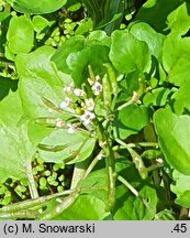 Nasturtium officinale (rukiew wodna)