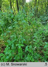 Urtica galeopsifolia (pokrzywa poziewnikolistna)