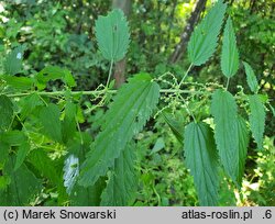 Urtica galeopsifolia (pokrzywa poziewnikolistna)