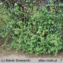 Parietaria officinalis (parietaria lekarska)