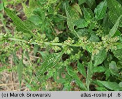 Parietaria officinalis (parietaria lekarska)
