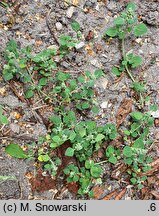 Chenopodium vulvaria (komosa mierzliwa)