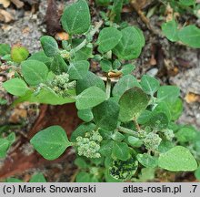 Chenopodium vulvaria (komosa mierzliwa)