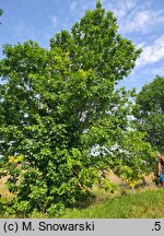 Fraxinus pennsylvanica (jesion pensylwański)