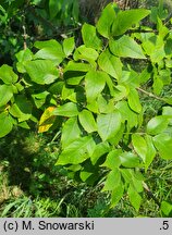 Fraxinus pennsylvanica (jesion pensylwański)
