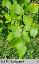 Fraxinus pennsylvanica (jesion pensylwański)