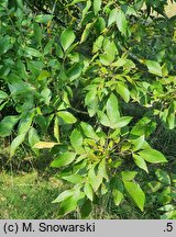 Fraxinus pennsylvanica (jesion pensylwański)