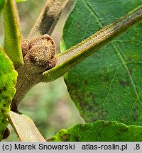 Fraxinus pennsylvanica (jesion pensylwański)