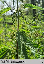 Urtica galeopsifolia (pokrzywa poziewnikolistna)