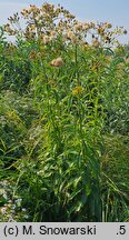 Senecio paludosus (starzec bagienny)