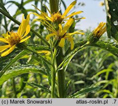 Senecio paludosus (starzec bagienny)