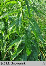 Senecio paludosus (starzec bagienny)