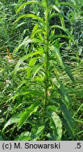 Senecio paludosus (starzec bagienny)
