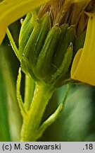 Senecio paludosus (starzec bagienny)
